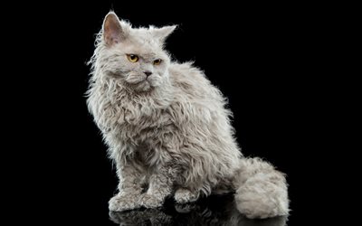 Selkirk Rex, white fluffy kitten, cats, pets, 4k