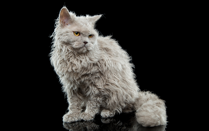 Download Wallpapers Selkirk Rex White Fluffy Kitten Cats Pets 4k For Desktop Free Pictures For Desktop Free