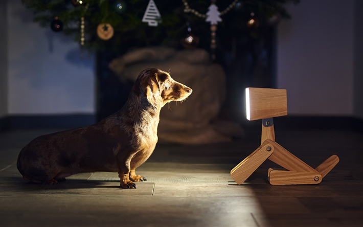dachshund, brown dog, robot lantern, Christmas tree, New Year, dog year