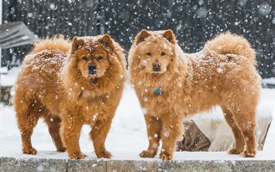 Chow Chow, two dogs, fluffy brown dogs, winter, snow