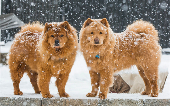 chow-chow, zwei hunde, flauschige braune hunde, winter, schnee