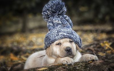 Labrador, golden retriever, puppy, blue knitted hat, small dog