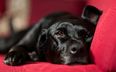4k, black labrador, close-up, retriever, pets, bokeh, black dog, cute animals, black retriever, labradors