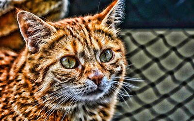 ginger cat, HDR, close-up, domestic cat, pets, cats, cute animals, cute cat, cat HDR