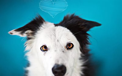 Aussie with heart, blue background, close-up, Australian Shepherd, dog with heart, pets, Aussie, dogs, cute animals, Australian Shepherd Dog, Aussie Dog
