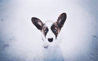 Welsh Corgi, dog with blue eyes, pets, Corgi, bokeh, dogs, cute dog, Welsh Corgi Dog, Pembroke Welsh Corgi