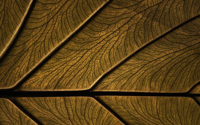 brown leaf, plant, leaf texture, leaves, close-up, leaves texture, leaf pattern