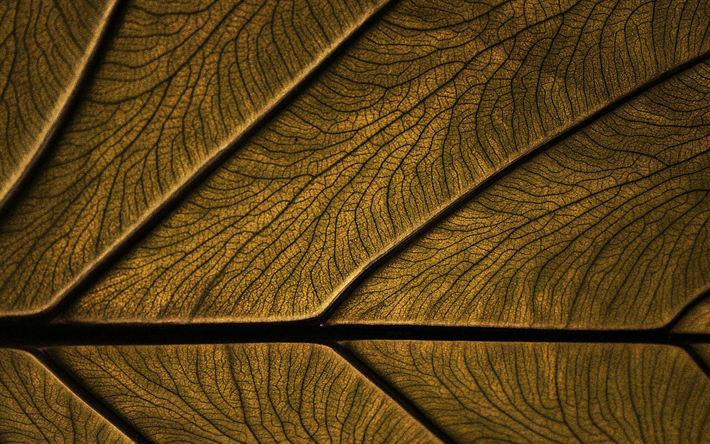 marrom folha, planta, folha de textura, deixa, close-up, folhas de textura, teste padr&#227;o da folha