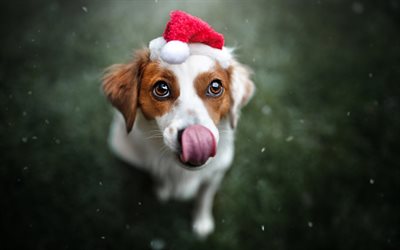 little white dog, santa claus, new year, christmas, red hat, dogs