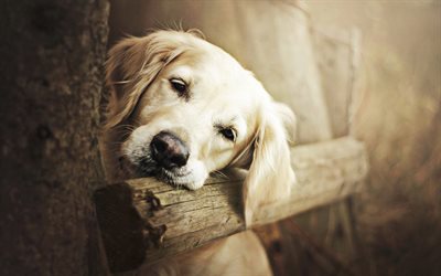 triste labrador, close-up, cucciolo di retriever, foresta, animali domestici, cane che corre, bokeh, golden retriever, simpatici animali, labrador