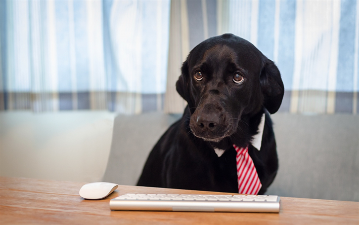 labrador negro, hombre de negocios, el perro negro, retriever, el teclado, la oficina, animales divertidos, perros