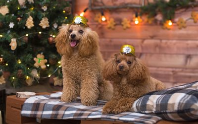 茶色のpoodles, 新年, クリスマス, 巻き犬, poodles, かわいい動物たち, 犬