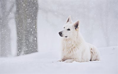 White Swiss Shepherd, winter, snowfall, pets, White Shepherd, dogs, Berger Blanc Suisse, White Shepherd Dog