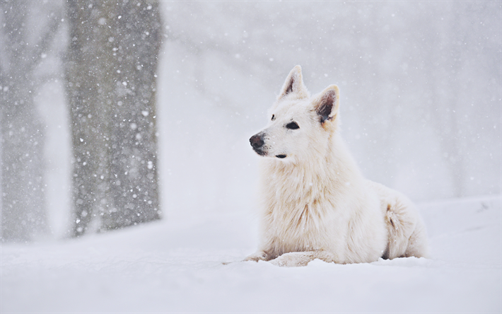 白いスイスの羊飼い, 冬, 雪, ペット, 白い羊飼い, 犬, 白いスイスの羊飼い犬, 白い羊飼い犬