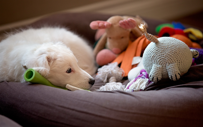 liten vit valp, sorglig liten hund, husdjur, leksaker f&#246;r hundar, korg, hundar
