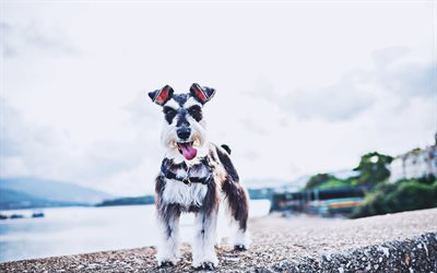 Miniature Schnauzer, coast, cute animals, Schnauzer on a walk, bokeh, pets, gray dog, Miniature Schnauzer Dog