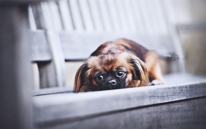 ダウンロード画像 悲しいpekingese ボケ 近 かわいい犬 悲しい犬 Pekingese ペット かわいい動物たち 犬 Pekingese犬 フリー のピクチャを無料デスクトップの壁紙
