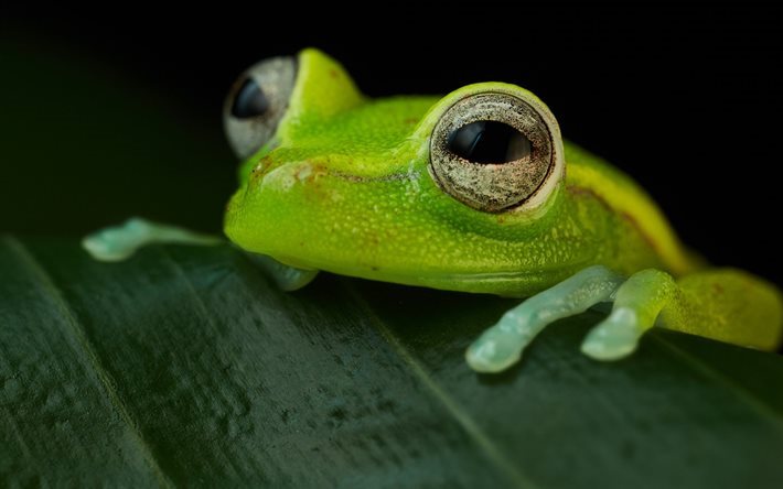 crapaud vert, Pois treefrog, Hypsiboas punctata, d&#39;amphibiens