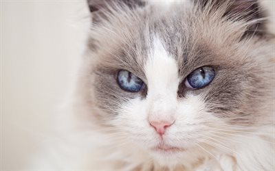gatto Ragdoll, animali domestici, gli occhi blu