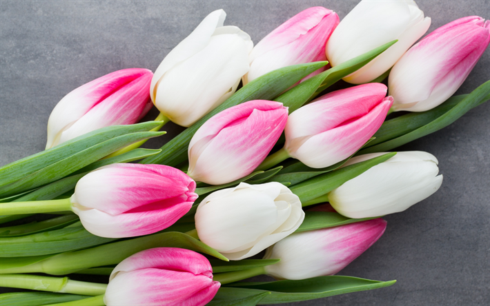 tulipani rosa, fiori di primavera, bouquet di tulipani in primavera