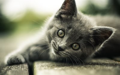 British Shorthair, muzzle, kitten, gray cat, cute animals, pets, cats, British Shorthair Cat, domestic cat