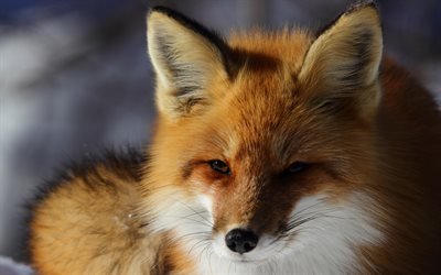 fox, winter, snow, wildlife, predators, large fox