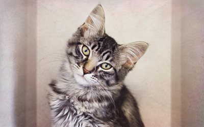 Maine Coon, kitten, small gray cat, cute animals, portrait, 4k, cats