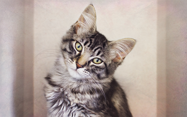 Maine Coon, gatinho, pequeno gato cinzento, animais fofos, retrato, 4k, gatos