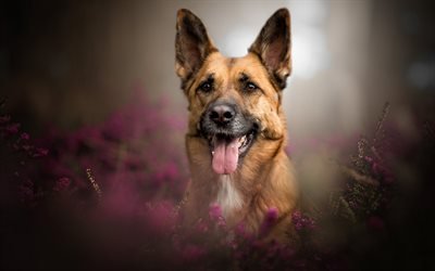 German Shepherd, domesticated dogs, purple flowers, flower field, dogs