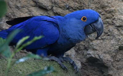 Jacinto de guacamayos, Am&#233;rica del Sur, blue parrot, hermoso p&#225;jaro azul, el guacamayo, hyacinthine guacamayo
