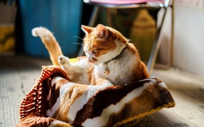 ginger cat, basket, pets, cats, short-haired cat