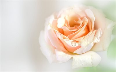lilac rose, rosebud, beautiful flower, drop of water, roses, petals, floral background