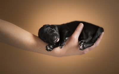 small black puppy, dog in hand, small animals, puppy in hand