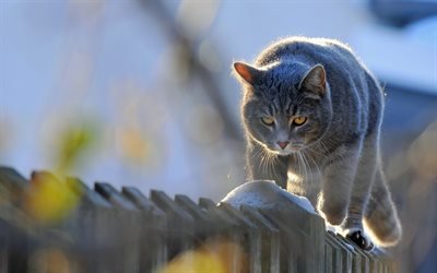 British Shorthair, fence, domestic cat, gray cat, pets, cats, British Shorthair Cat