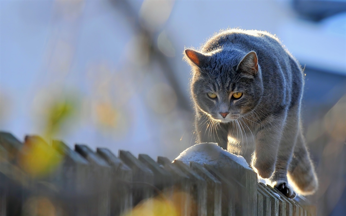 British Shorthair, recinzione, gatto domestico, grigio, gatto, animali domestici, gatti, Gatto British Shorthair