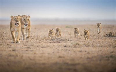 lion family, pride, desert, Africa, evening, little cubs, lioness, wildlife, predators