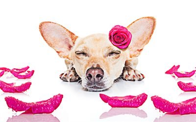 Corgi, 4k, la p&#250;rpura de la rosa, perro con flores, animales, Welsh Corgi, perros, animales lindos, Perro Corgi