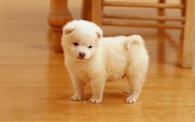 Pomeranian, small white puppy, cute little dog, pets, puppies