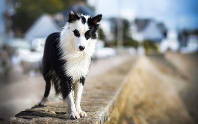 Preto e branco Border Collie, bokeh, rua, animais fofos, animais de estima&#231;&#227;o, border collie, cachorros, Border Collie Dog