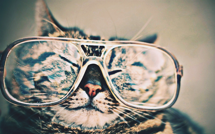 gato con gafas, close-up, divertido gato, macro, animales lindos, bokeh, mascotas, gatos, gato dom&#233;stico
