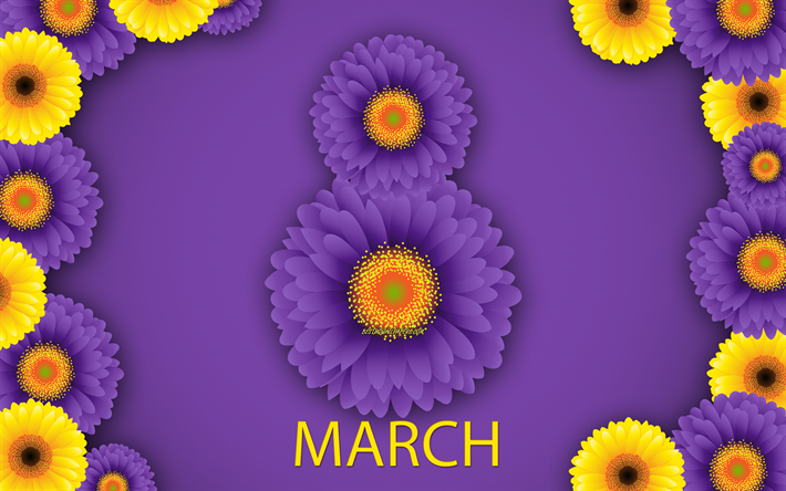 March 8, purple chrysanthemums, purple background, Happy Womens Day, March 8 concepts, spring, flowers, greeting card