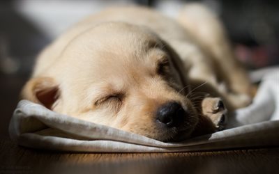 labrador, puppy, sleep, cute animals, Golden Retriever, dogs