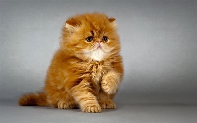 gengibre gatinho, pequeno le&#227;o, animais fofos, gatos