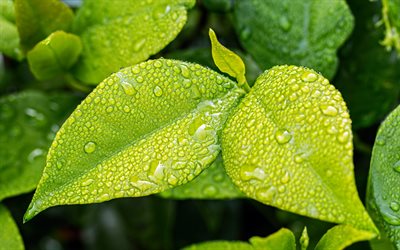 green leaves, 4k, dew, close-up, fresh leaves, water drops, droplets