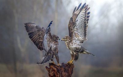 halcones, aves de presa, fauna, bosque, niebla