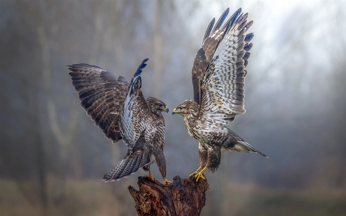 falcons, birds of prey, wildlife, forest, fog