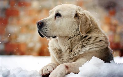 Golden Retriever, winter, labradors, snowdrifts, dogs, pets, friendship, cute dogs, Golden Retriever Dog