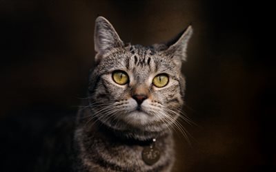 American Shorthair cat, gray cat, domestic cat, cute animals, pets