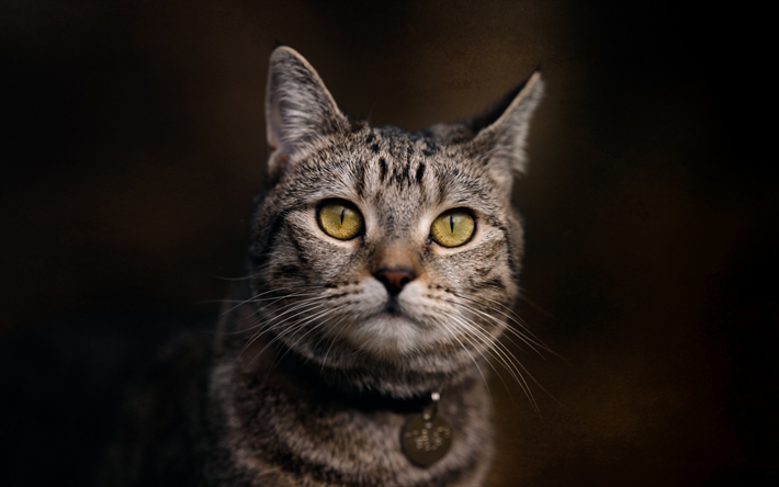 American Shorthair gato, gato cinzento, o gato dom&#233;stico, animais fofos, animais de estima&#231;&#227;o
