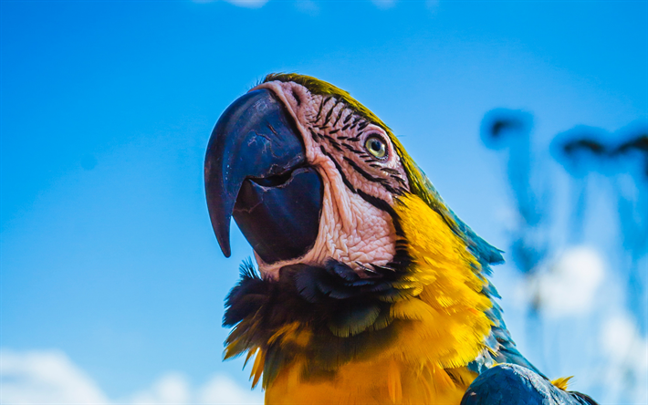 Ara, 4k, pappagalli, close-up, colorato pappagallo